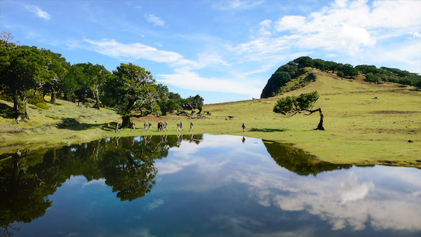 Madeira_Wandern_Zauberwald